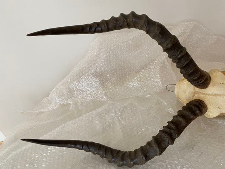 インパラ頭骨、本物、壁かけ、美品 希少品