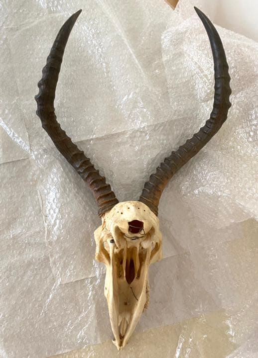 インパラ頭骨、本物、壁かけ、美品 希少品