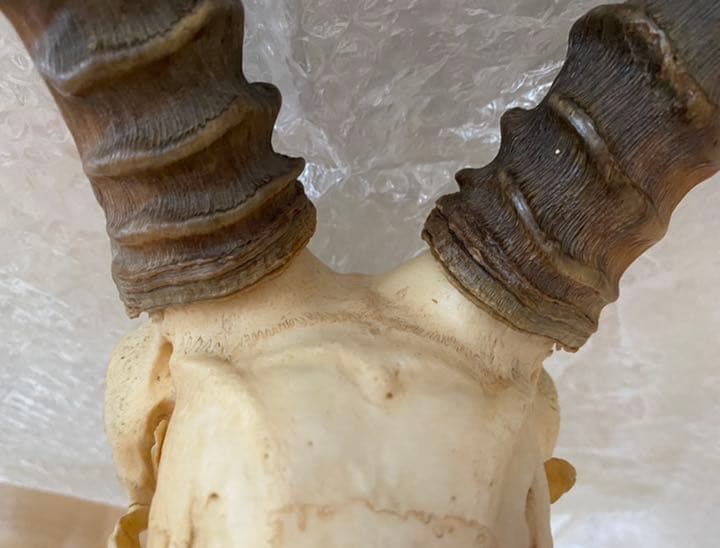 インパラ頭骨、本物、壁かけ、美品 希少品