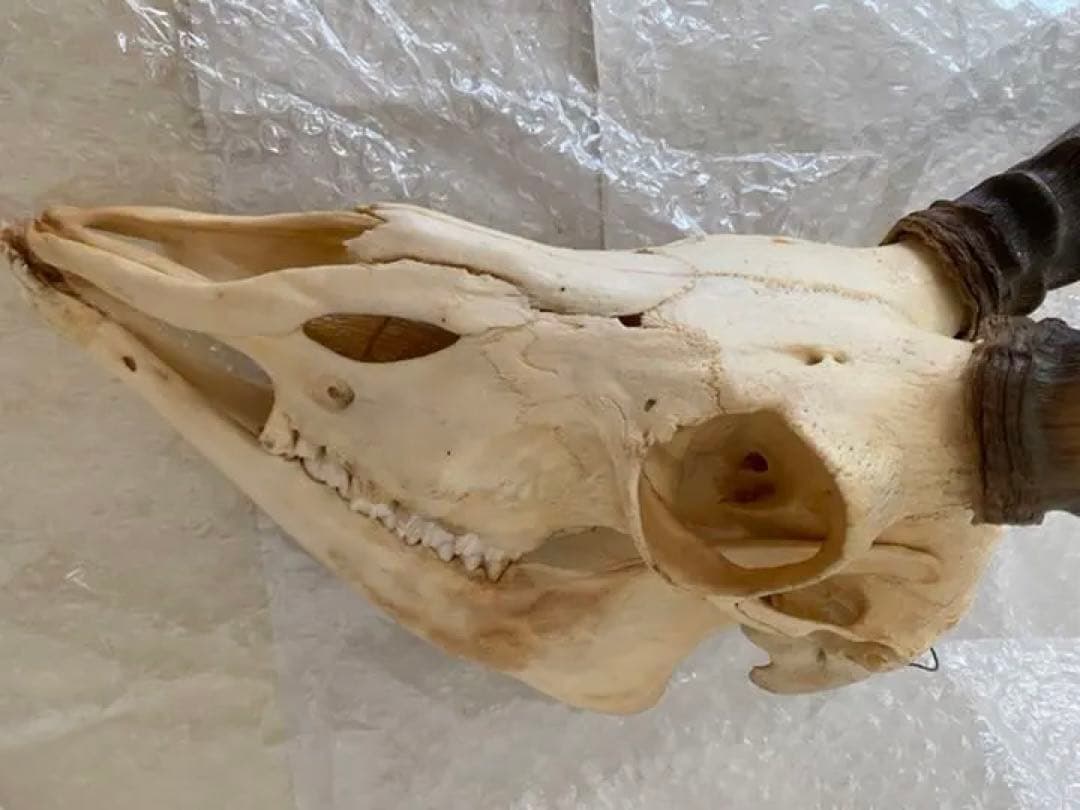 インパラ頭骨、本物、壁かけ、美品 希少品