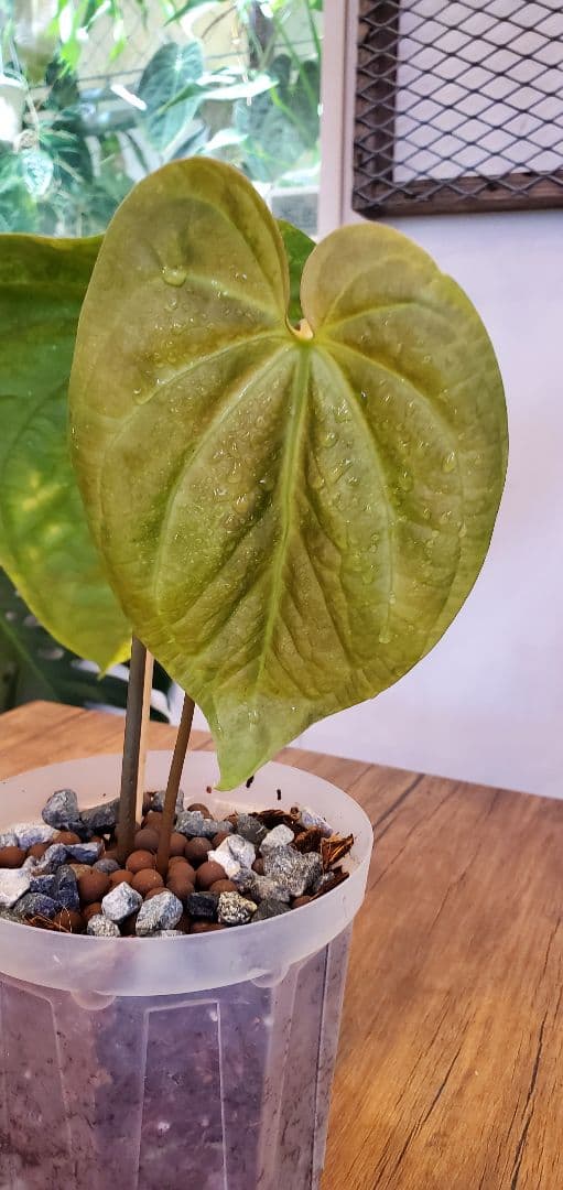 超希少（斑入り）アンスリウムの交配株です。