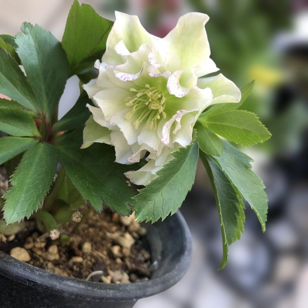 新春大特価 クリスマスローズ 八重 7種セット 豊園芸 花付き現品発送