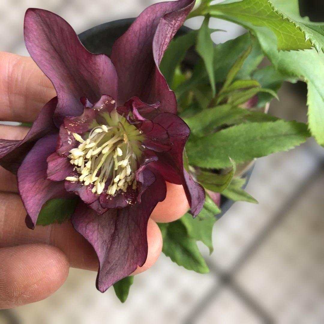 新春大特価 クリスマスローズ 八重 7種セット 豊園芸 花付き現品発送