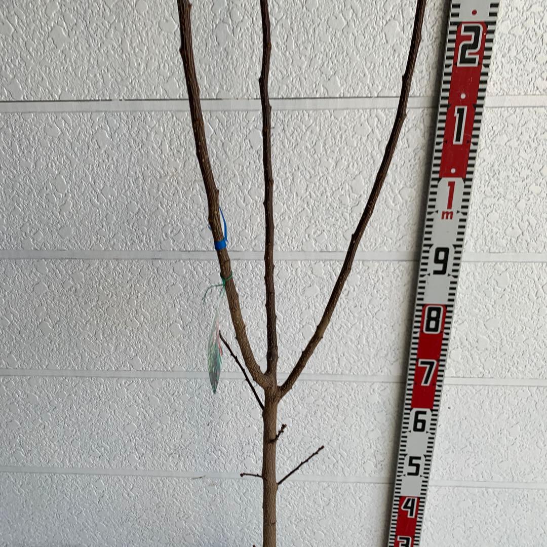 朝倉山椒　約180cm 根巻【サンショウ/実山椒/山椒/ハジカミ/木の実】42