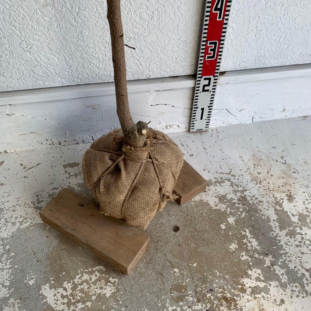 朝倉山椒　約180cm 根巻【サンショウ/実山椒/山椒/ハジカミ/木の実】42