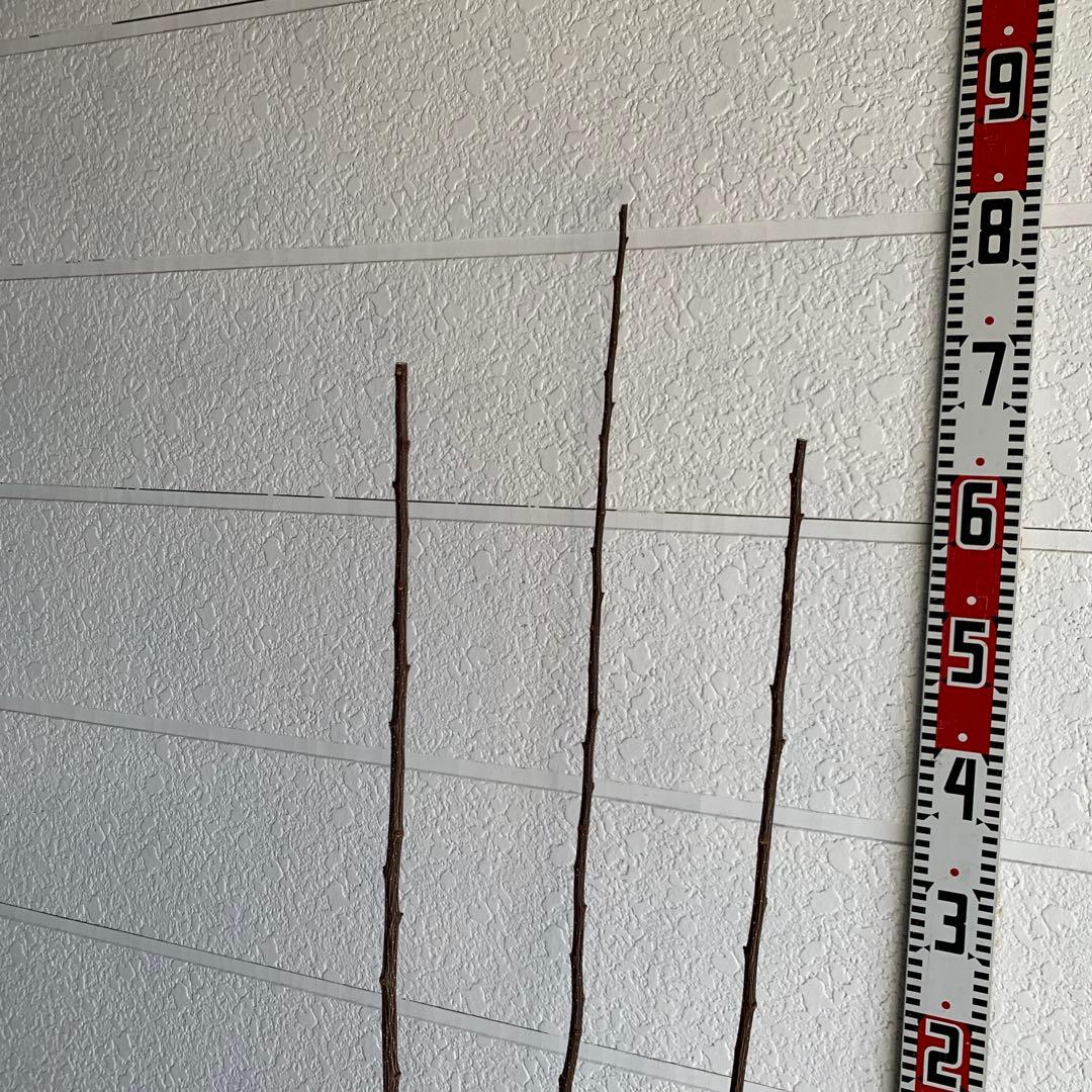 朝倉山椒　約180cm 根巻【サンショウ/実山椒/山椒/ハジカミ/木の実】42