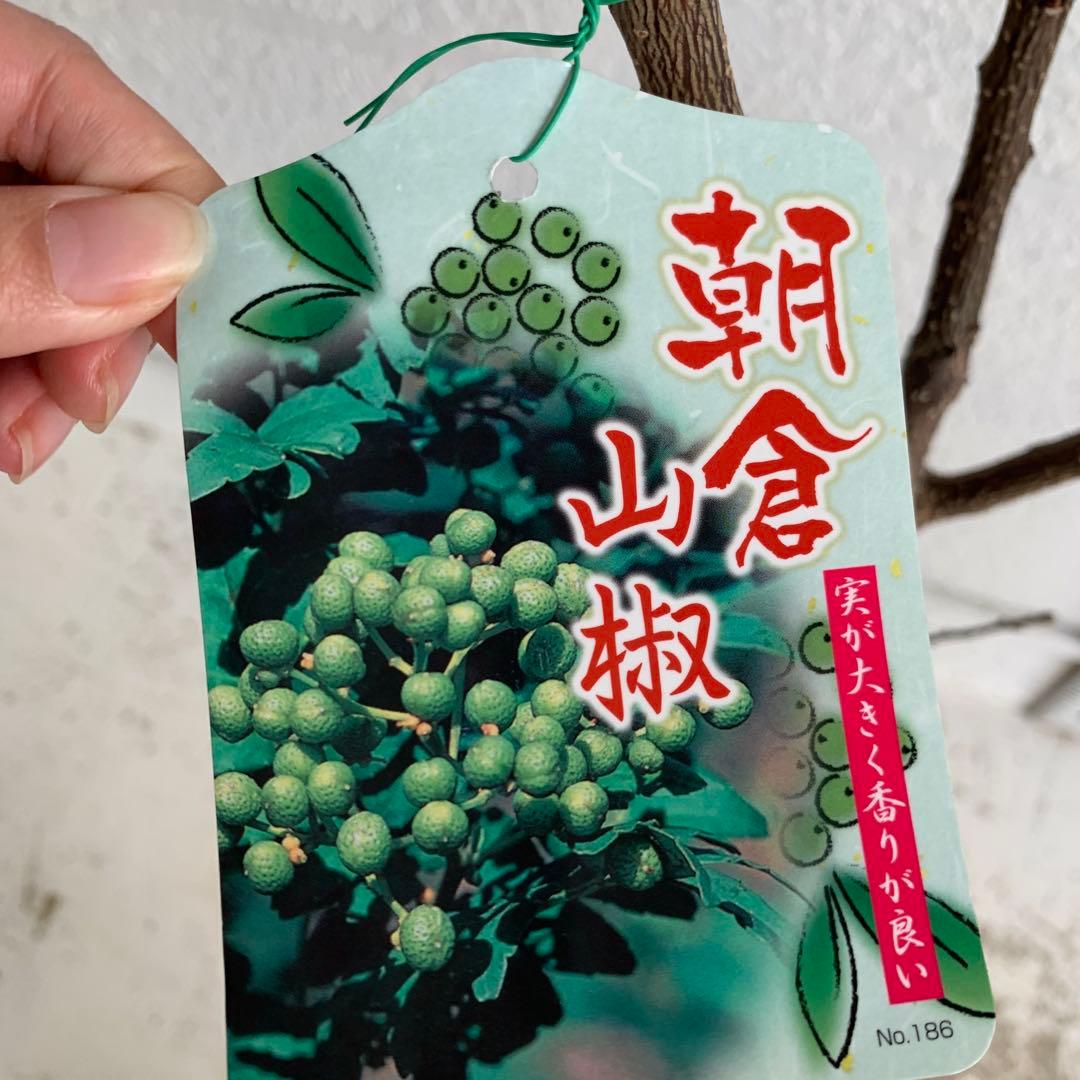 朝倉山椒　約180cm 根巻【サンショウ/実山椒/山椒/ハジカミ/木の実】42