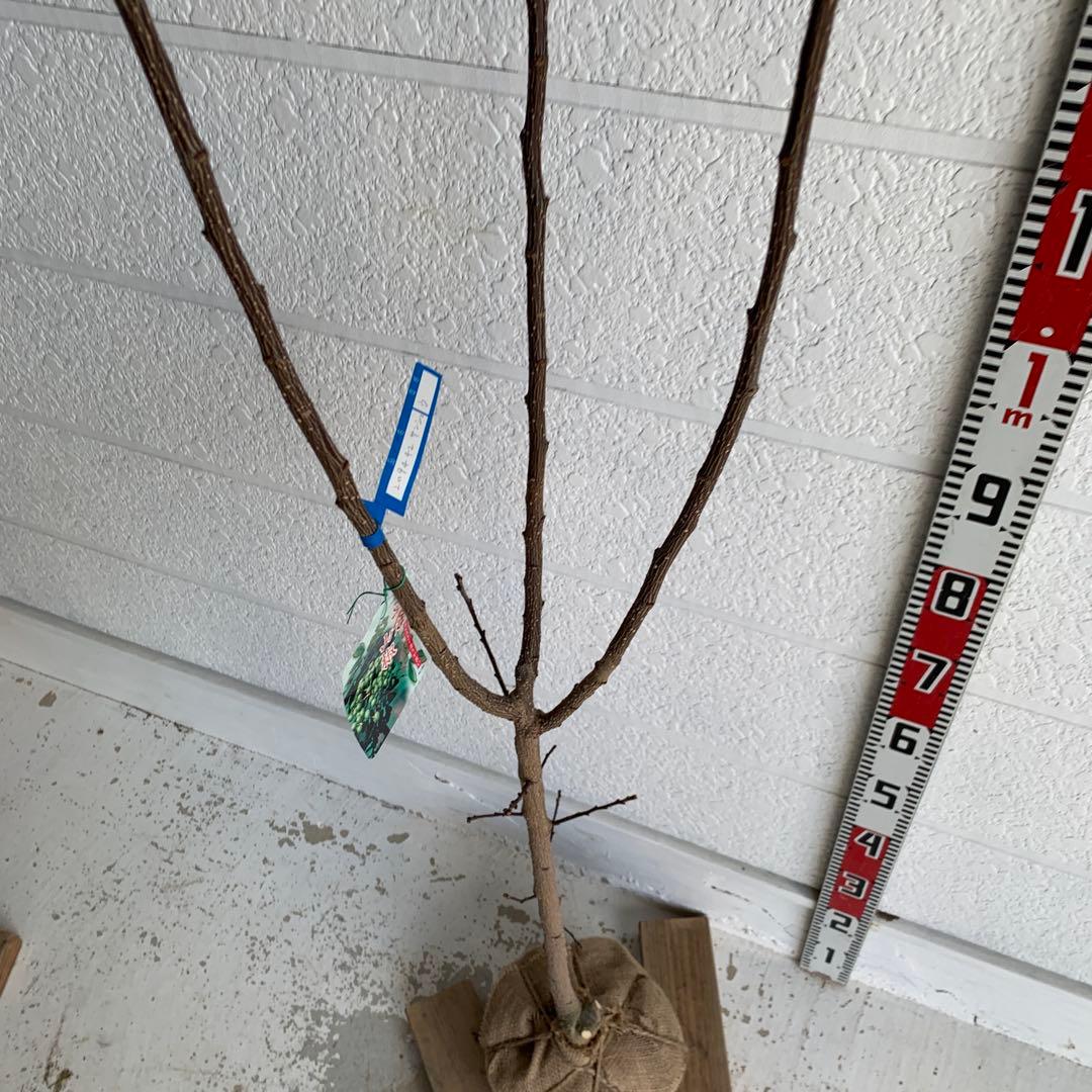 朝倉山椒　約180cm 根巻【サンショウ/実山椒/山椒/ハジカミ/木の実】42