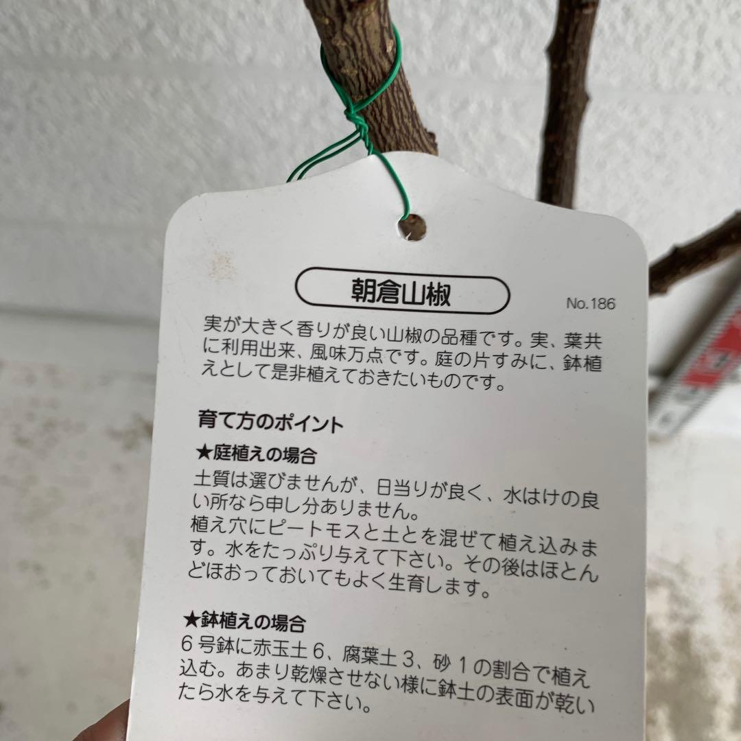 朝倉山椒　約180cm 根巻【サンショウ/実山椒/山椒/ハジカミ/木の実】42