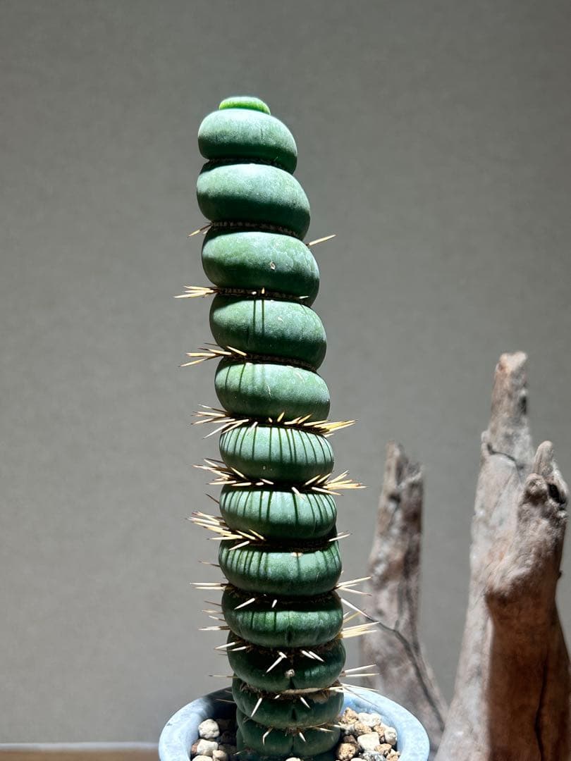 ユーキリニア　カスタネア　スピラリス　鉢付　良型