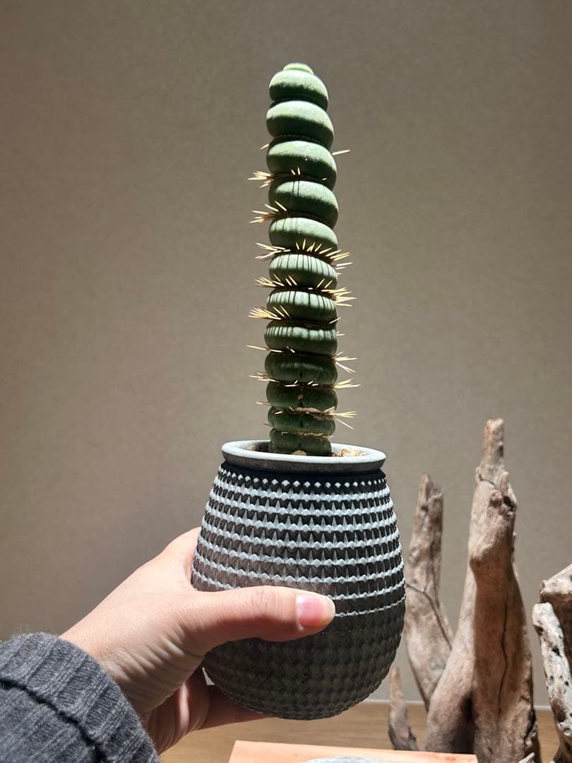 ユーキリニア　カスタネア　スピラリス　鉢付　良型