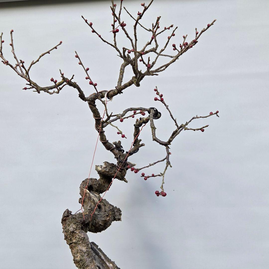 梅　(野梅系紅花八重咲き)[寒衣]　大品盆栽