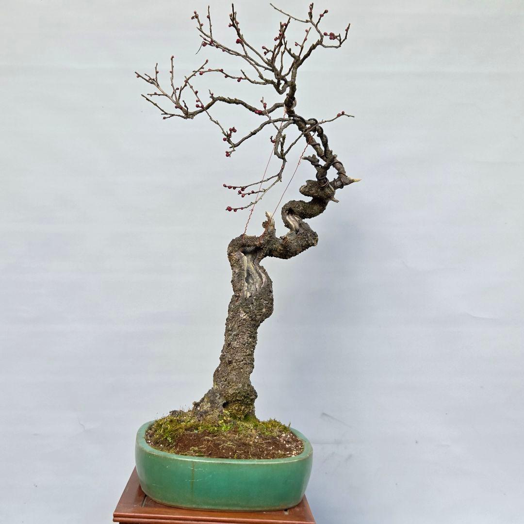 梅　(野梅系紅花八重咲き)[寒衣]　大品盆栽