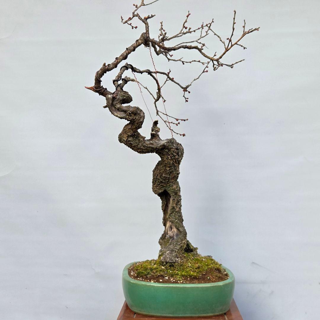 梅　(野梅系紅花八重咲き)[寒衣]　大品盆栽