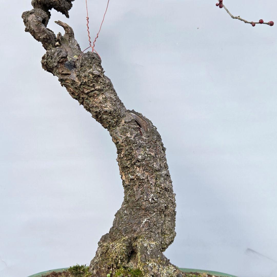 梅　(野梅系紅花八重咲き)[寒衣]　大品盆栽