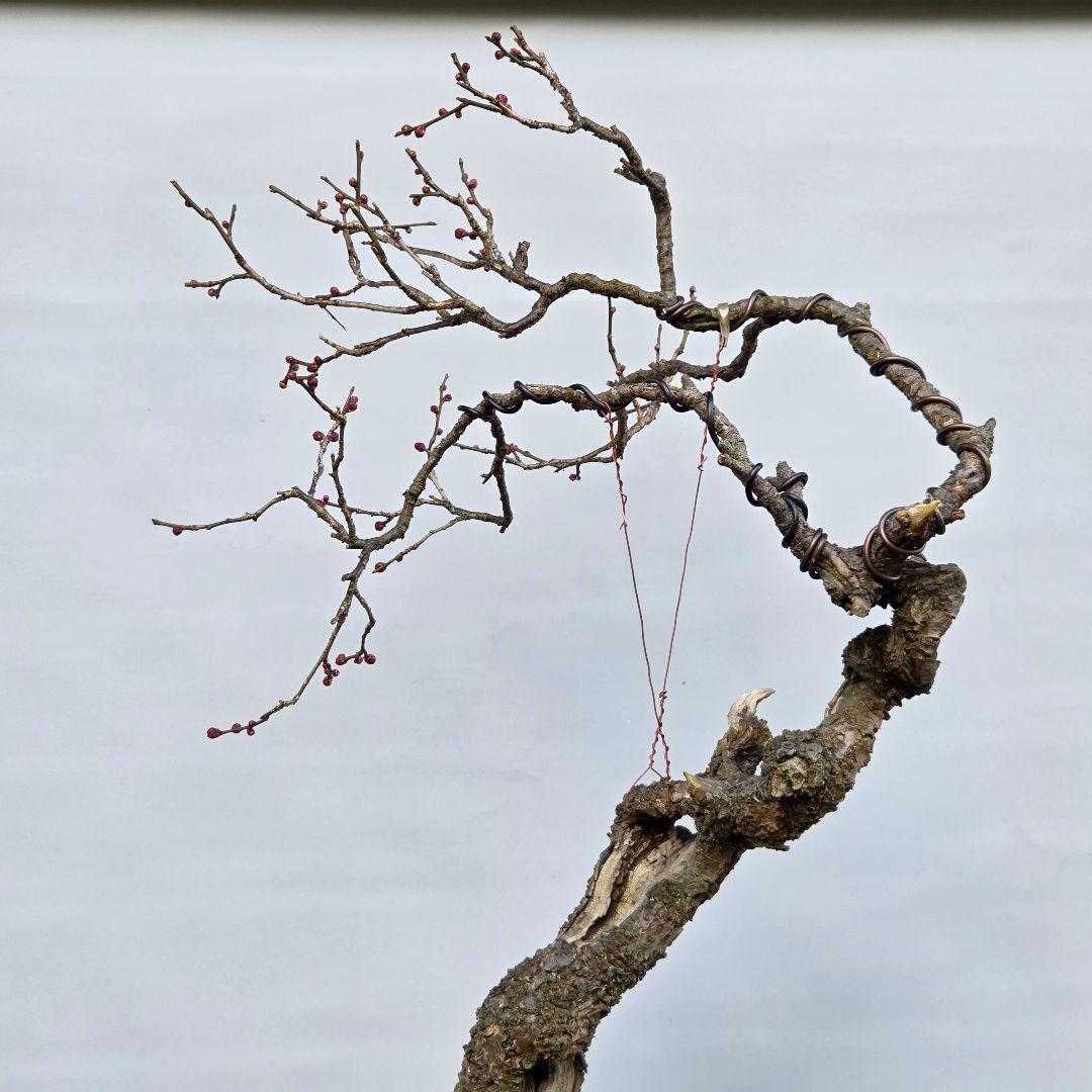 梅　(野梅系紅花八重咲き)[寒衣]　大品盆栽