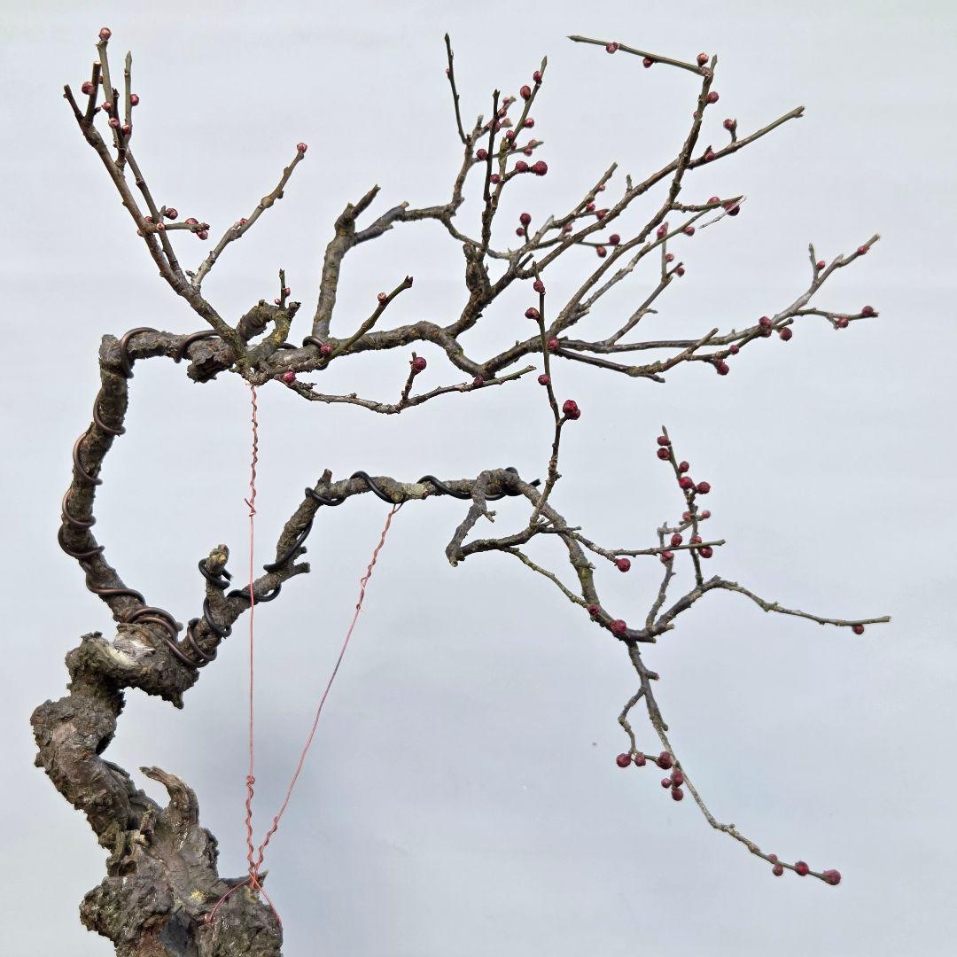 梅　(野梅系紅花八重咲き)[寒衣]　大品盆栽