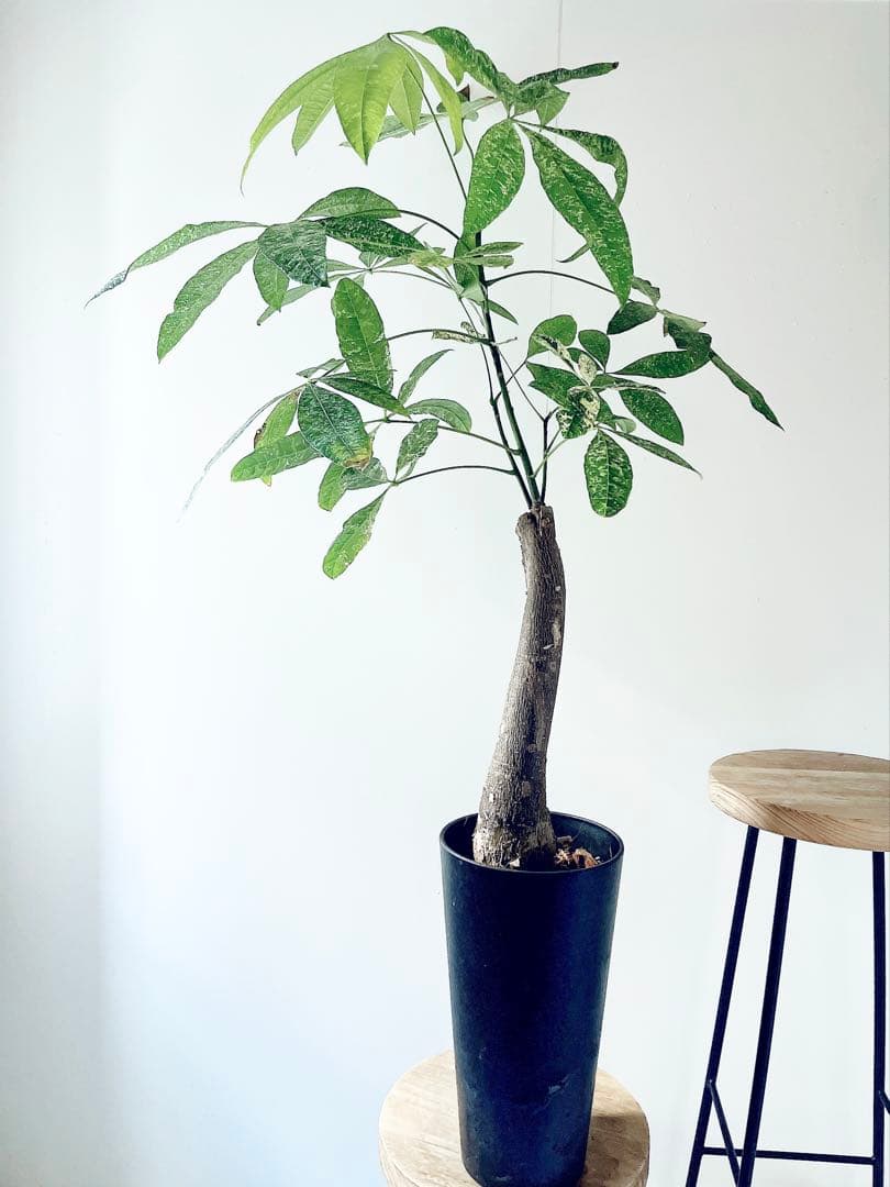 《希少》パキラ・ミルキーウェイ アートストーンポット 観葉植物 calmcafe