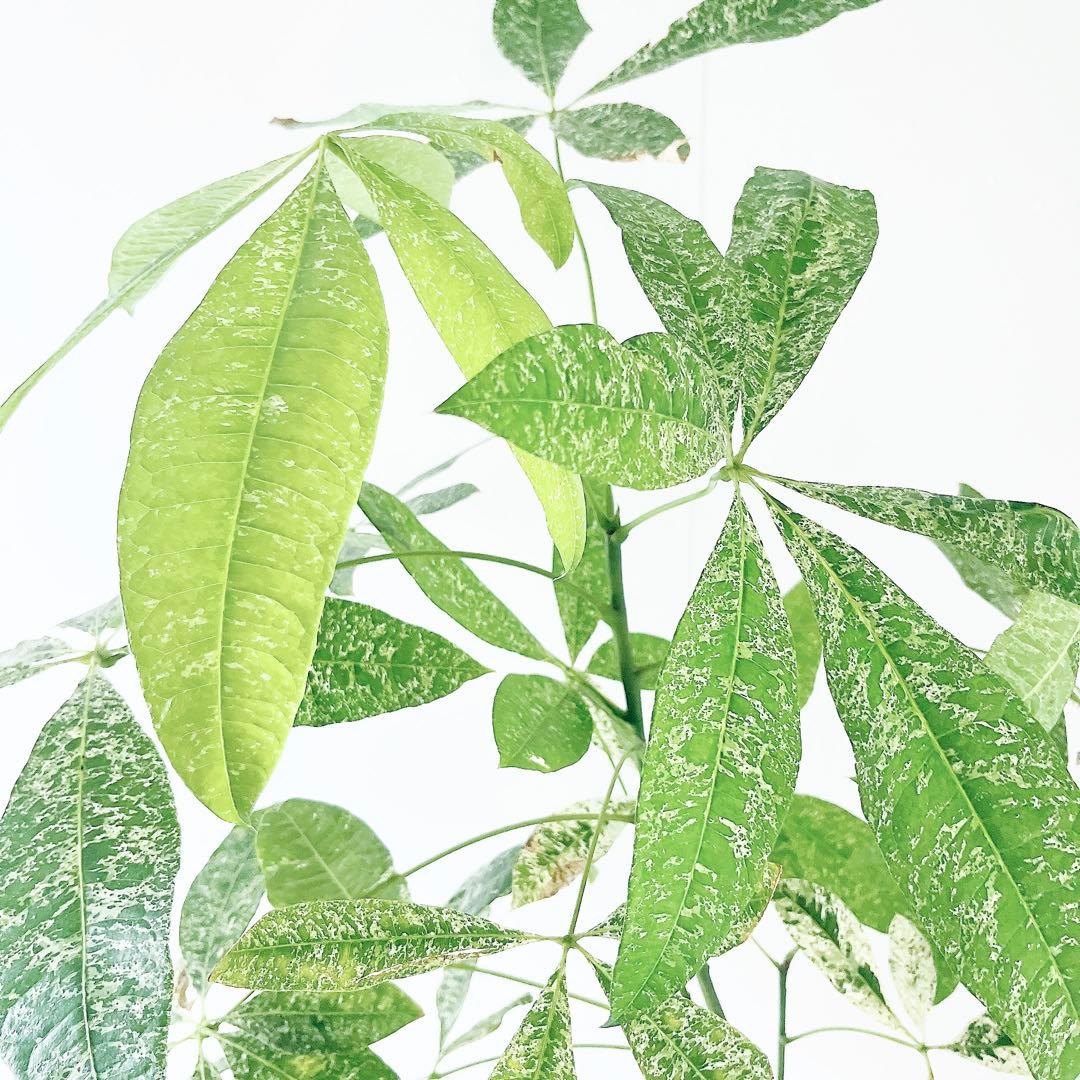 《希少》パキラ・ミルキーウェイ アートストーンポット 観葉植物 calmcafe