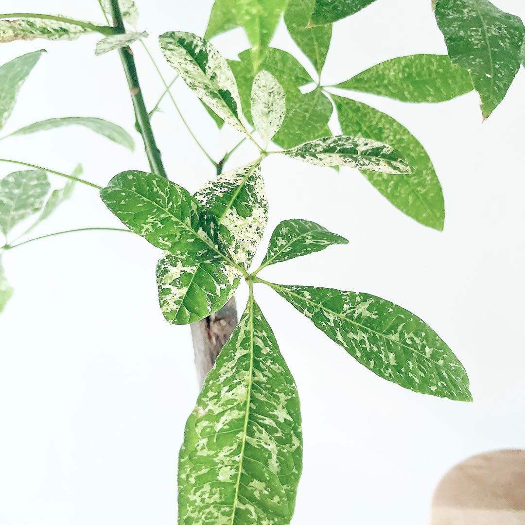 《希少》パキラ・ミルキーウェイ アートストーンポット 観葉植物 calmcafe