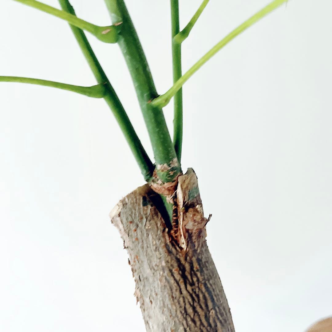 《希少》パキラ・ミルキーウェイ アートストーンポット 観葉植物 calmcafe