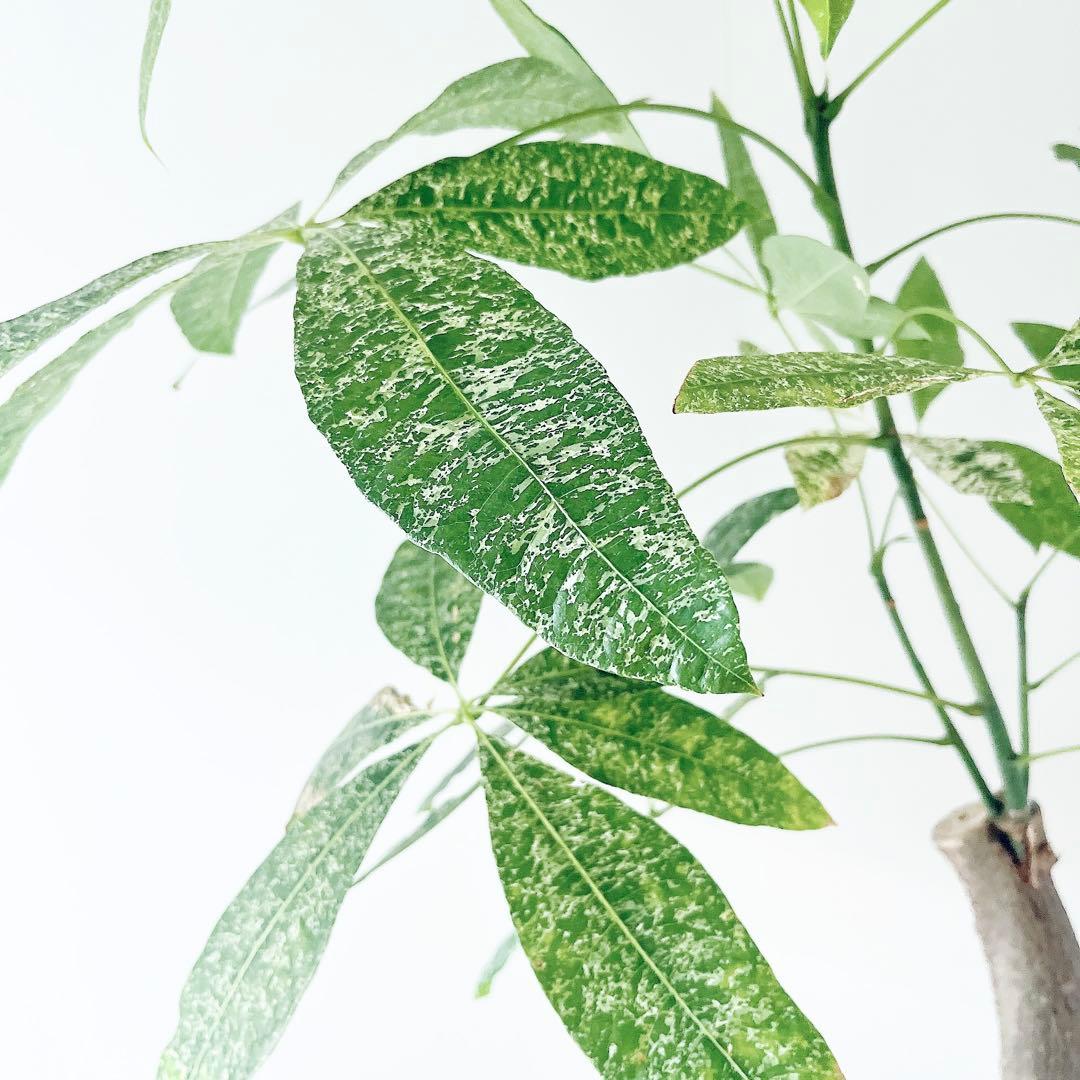 《希少》パキラ・ミルキーウェイ アートストーンポット 観葉植物 calmcafe