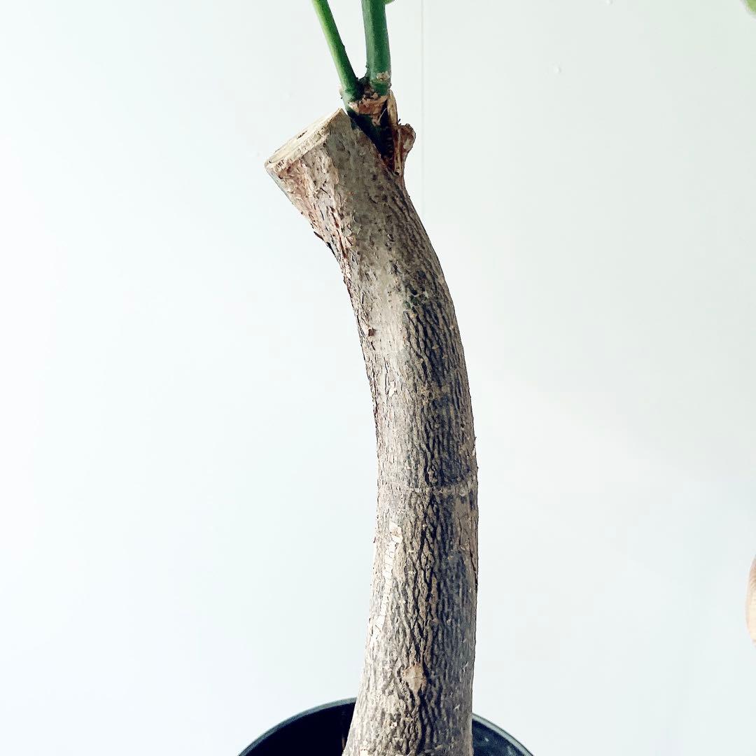 《希少》パキラ・ミルキーウェイ アートストーンポット 観葉植物 calmcafe