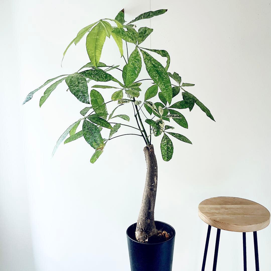 《希少》パキラ・ミルキーウェイ アートストーンポット 観葉植物 calmcafe