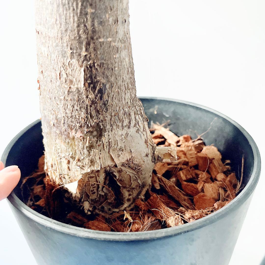 《希少》パキラ・ミルキーウェイ アートストーンポット 観葉植物 calmcafe