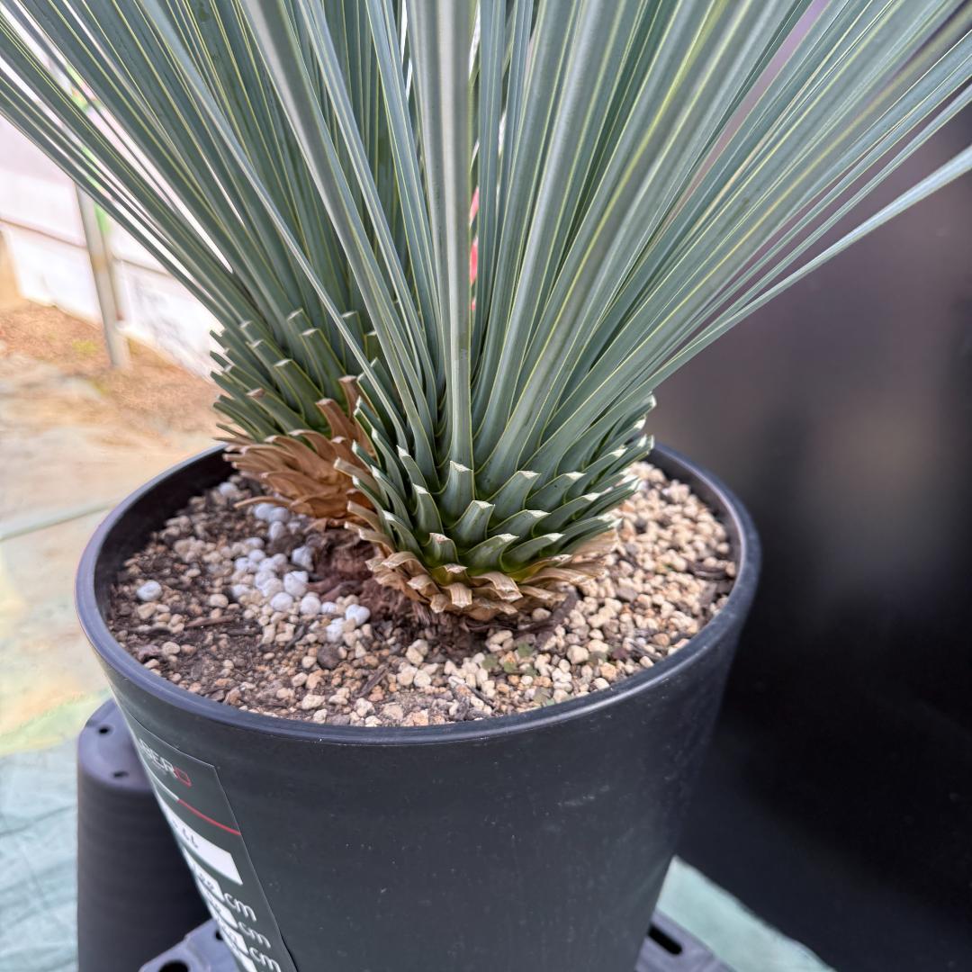 【AL1066】ユッカ　ロストラータ　ランチョブルー　数量限定販売