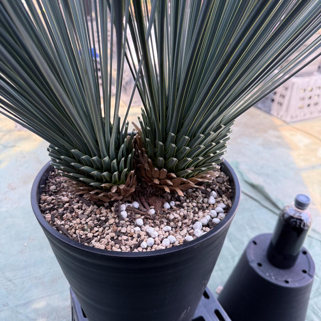 【AL1066】ユッカ　ロストラータ　ランチョブルー　数量限定販売