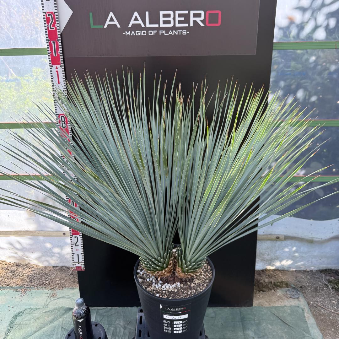 【AL1066】ユッカ　ロストラータ　ランチョブルー　数量限定販売