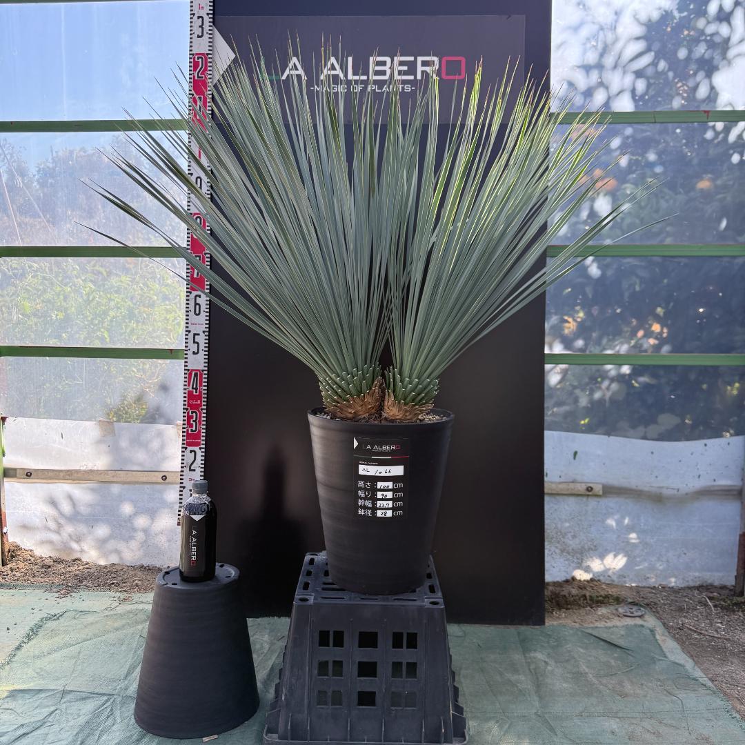 【AL1066】ユッカ　ロストラータ　ランチョブルー　数量限定販売