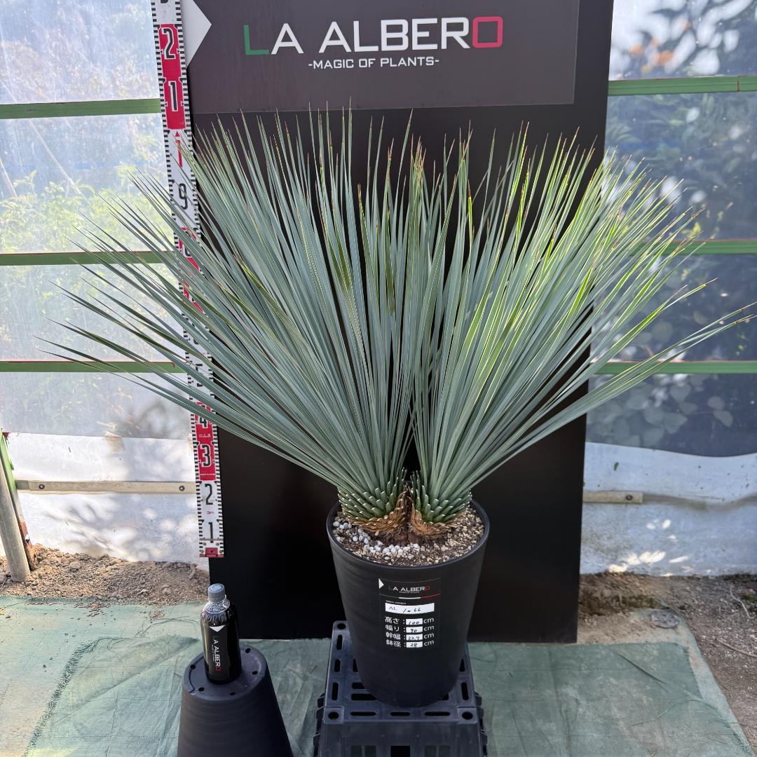 【AL1066】ユッカ　ロストラータ　ランチョブルー　数量限定販売