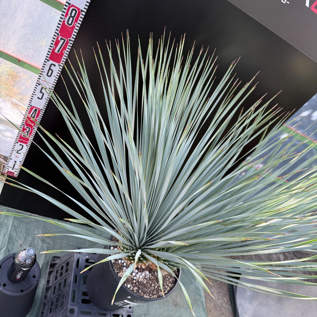 【AL1066】ユッカ　ロストラータ　ランチョブルー　数量限定販売