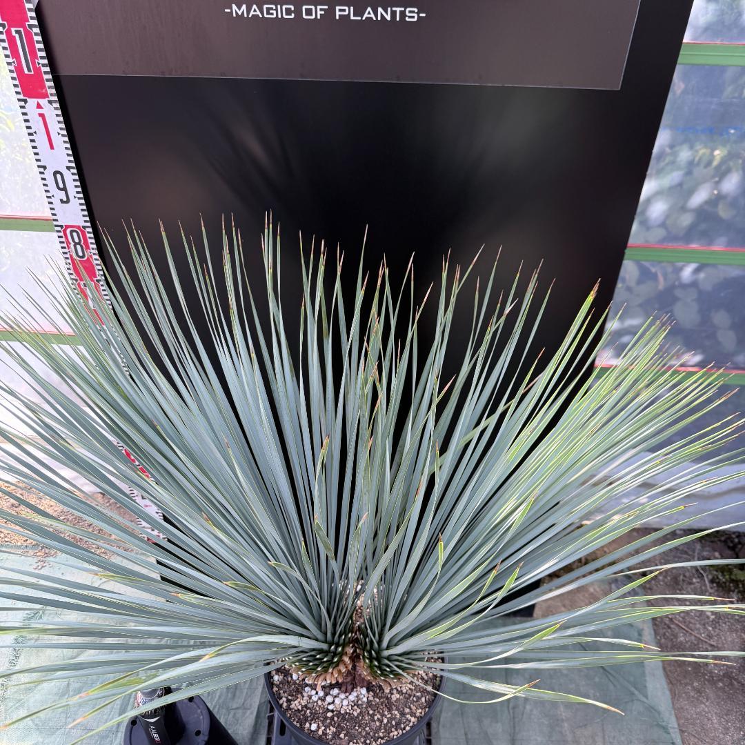 【AL1066】ユッカ　ロストラータ　ランチョブルー　数量限定販売