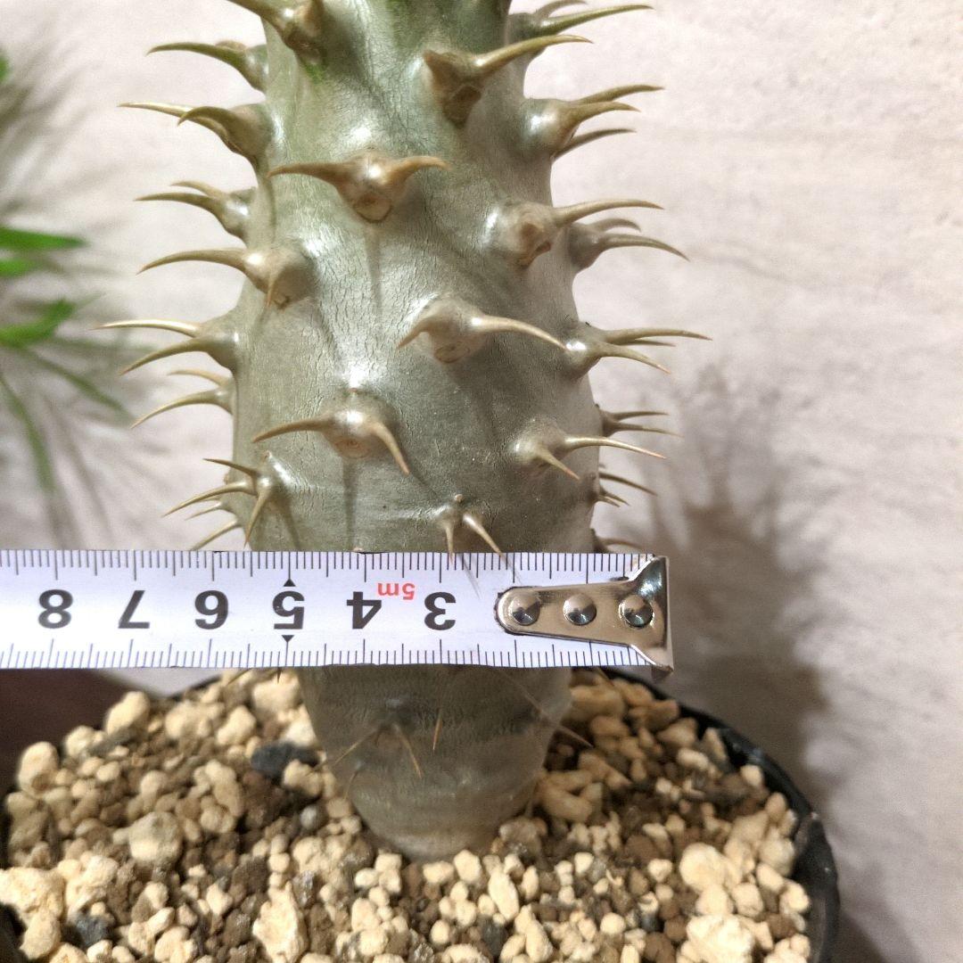 極太　アンボンゲンセ　パキポディウム　実生　コーデックス　塊根植物　サボテン