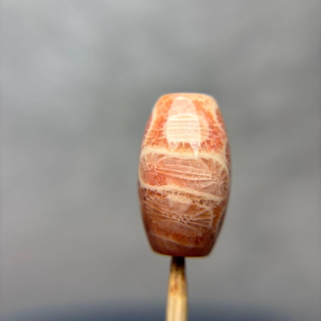 あずきちゃんフォッシルコーラル　天珠　1-297