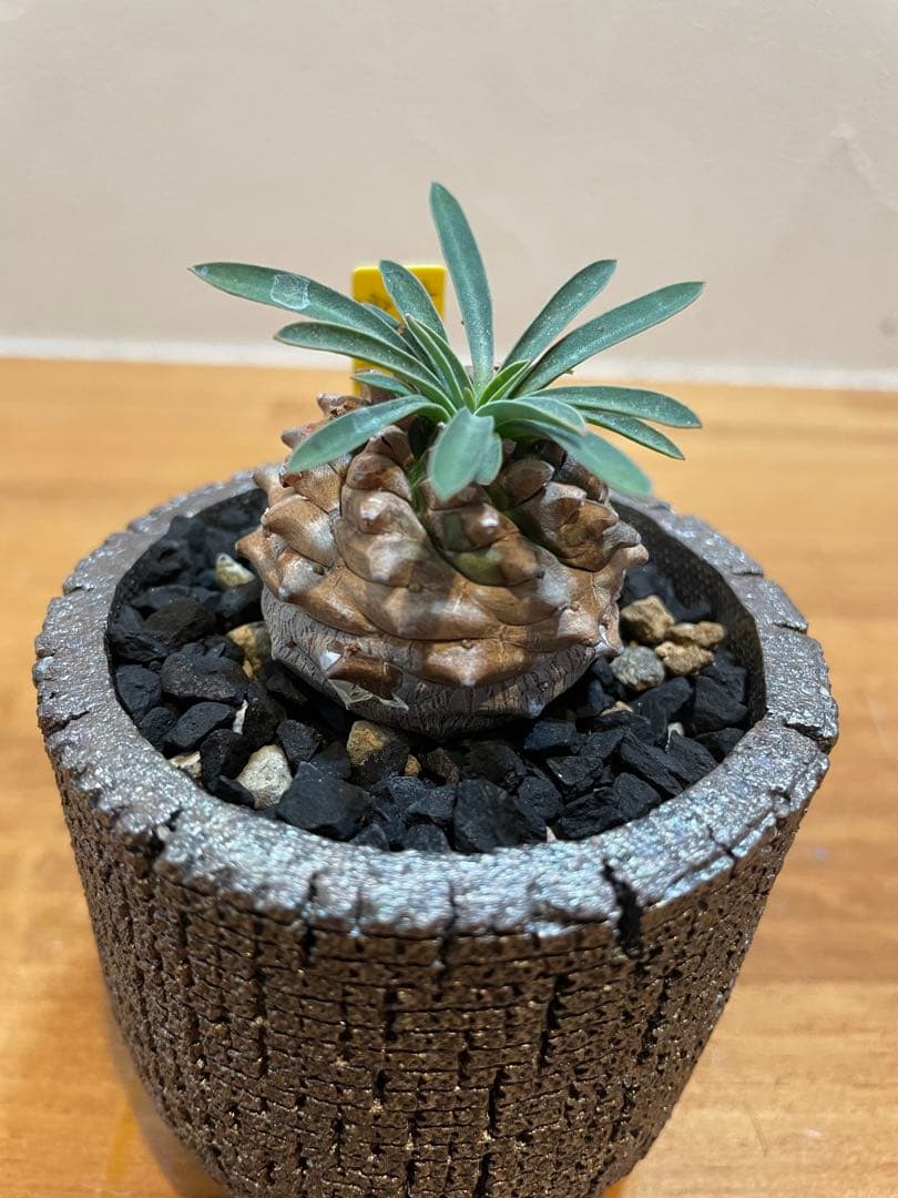 オベサ鉄甲とは？特徴と育成方法をわかりやすく解説 | Leaf a Hand