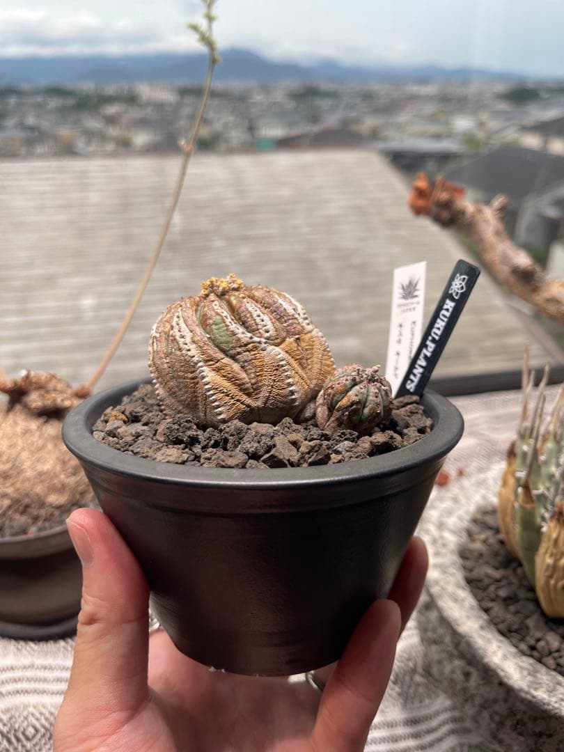 オールドオベサ・アスデキウムリッテリ・白衣ホリダ