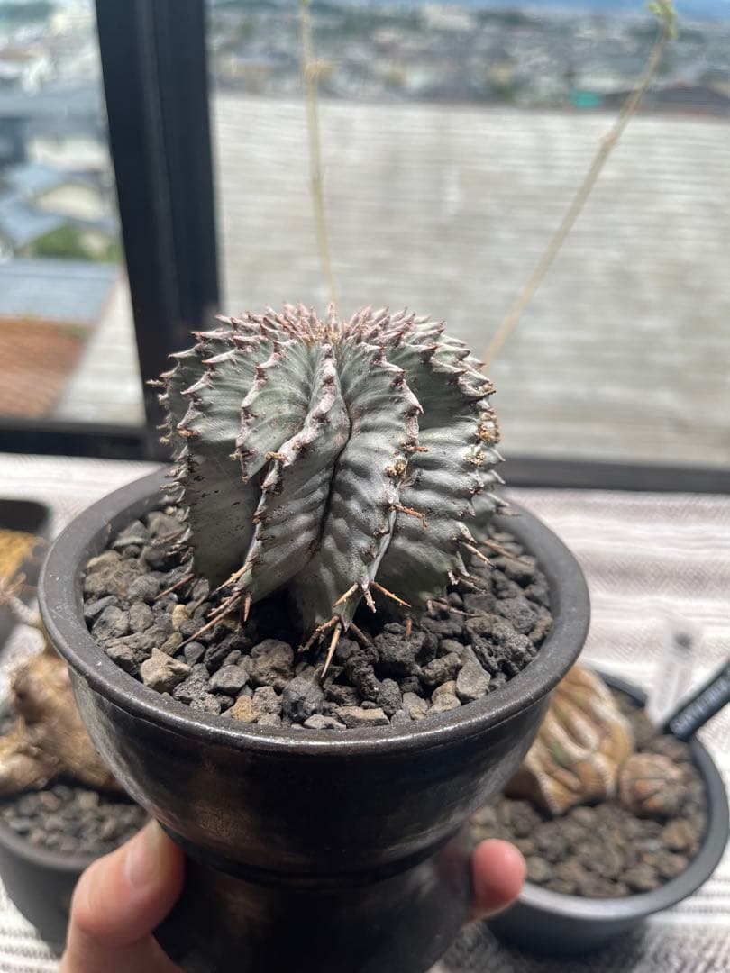 オールドオベサ・アスデキウムリッテリ・白衣ホリダ