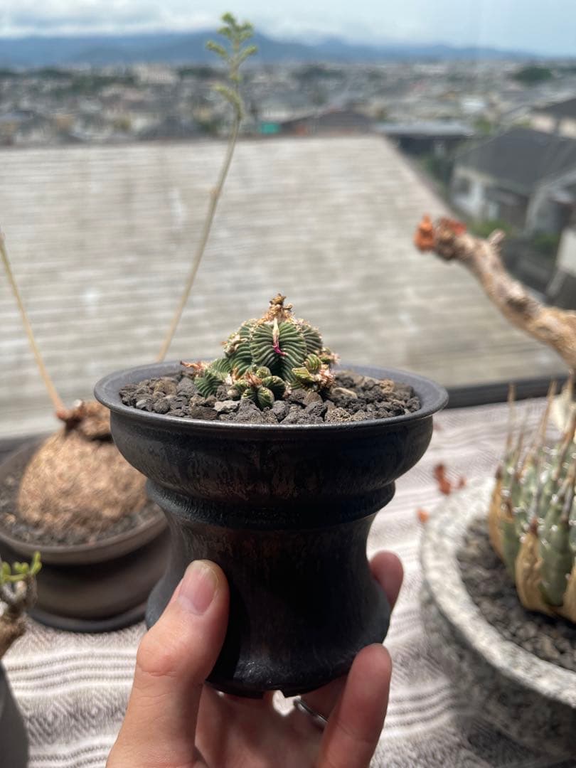 オールドオベサ・アスデキウムリッテリ・白衣ホリダ