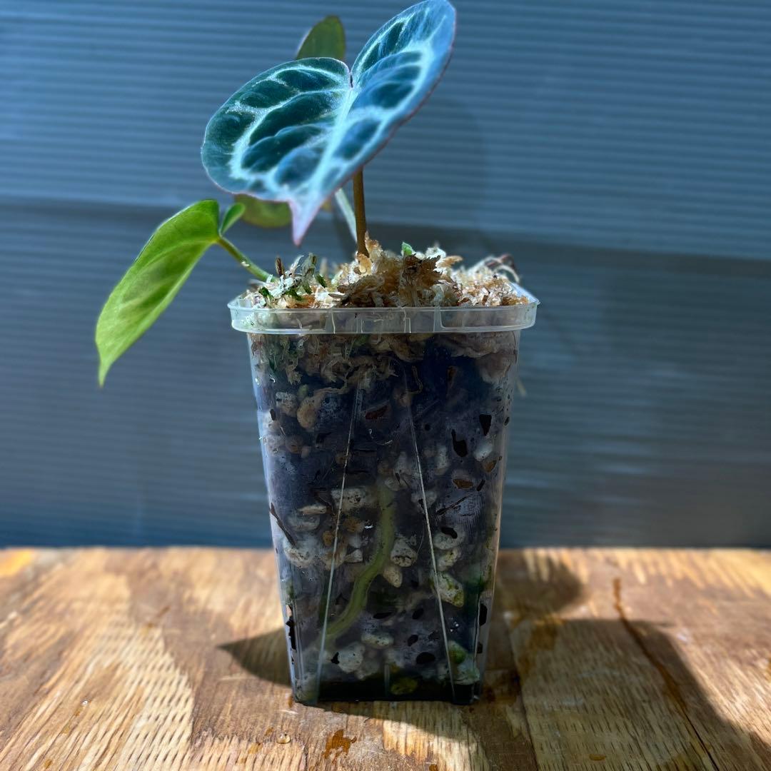 h*3様 Anthurium Mystic A88 良個体　レア　株分個体　②