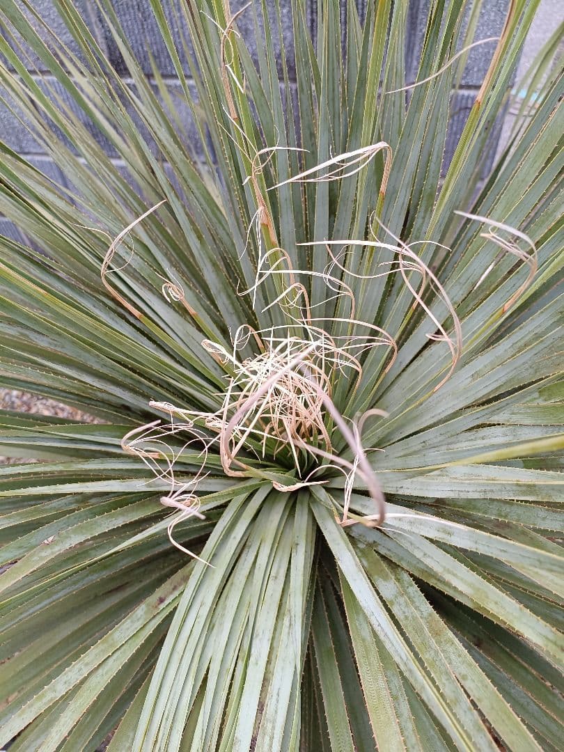 ダシリリオン アガベ ユッカ ロストラータ ドライガーデン - メルカリ