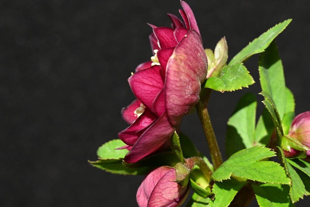 クリスマスローズ　認定！キラメキ✩レッド　加藤農園