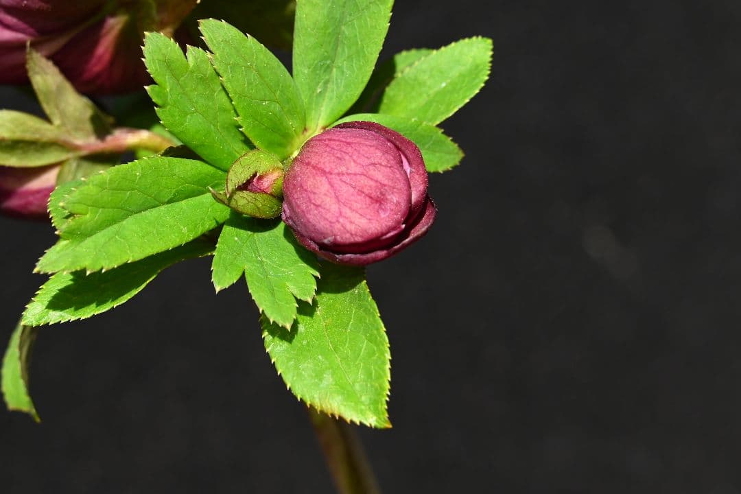 クリスマスローズ　認定！キラメキ✩レッド　加藤農園