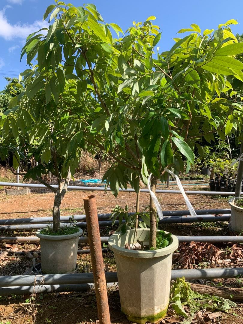 ライチ取木苗木6年目　レイシ 　台湾玉荷苞　改良品種プリンセスの笑顔