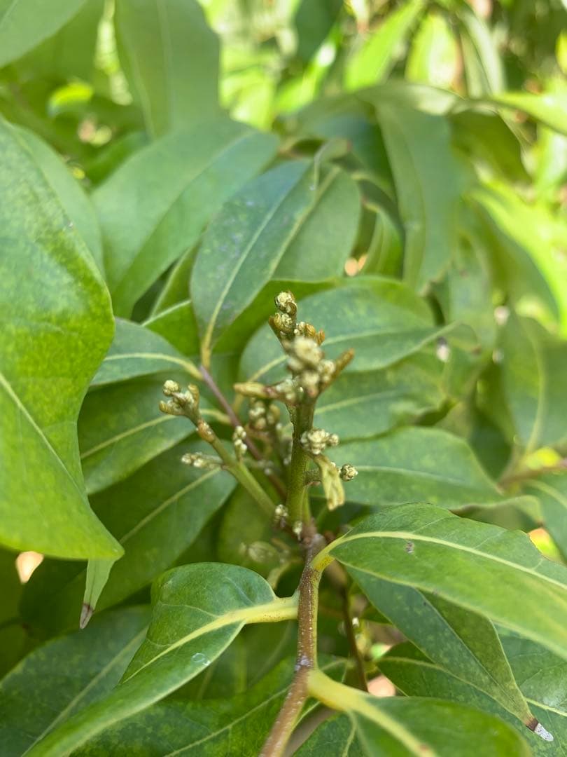 ライチ取木苗木6年目　レイシ 　台湾玉荷苞　改良品種プリンセスの笑顔