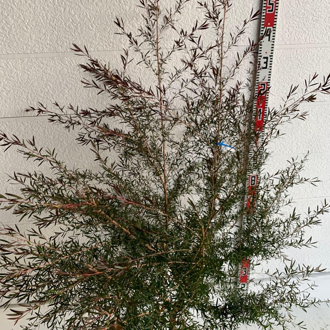 メラレウカ　カッパーグロー　ティーツリー　ブラック　紅葉　銅葉　47