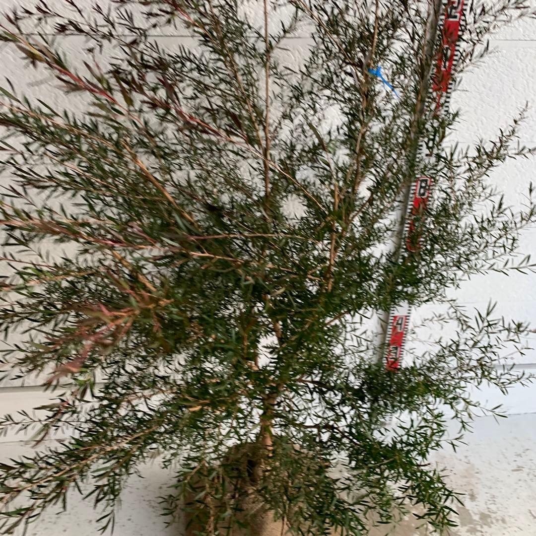 メラレウカ　カッパーグロー　ティーツリー　ブラック　紅葉　銅葉　47